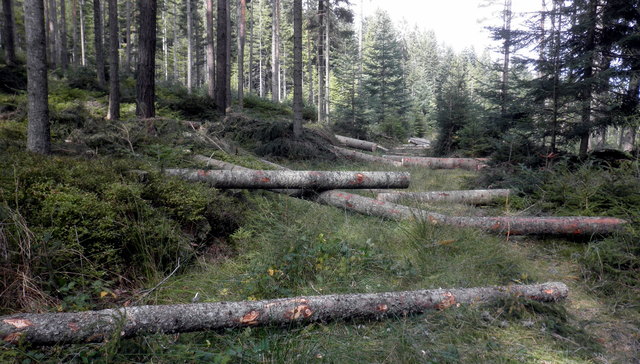 Geschlägert, bzw. geerntet, wurden diese strammen Bäume im vergangenen Herbst. Ich habe ihren krachenden Fall lautstark miterlebt. Was aus ihnen in der Zwischenzeit geworden ist, entzieht sich meiner Kenntnis.