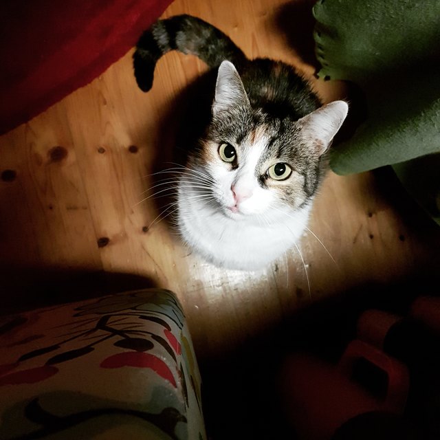 Ylvie