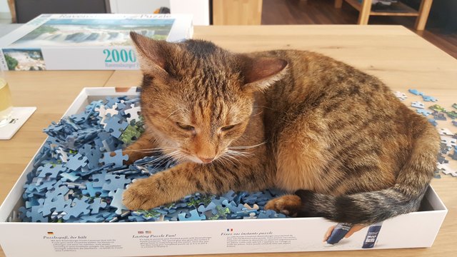 Nein, du darfst jetzt nicht in Ruhe Puzzle bauen!