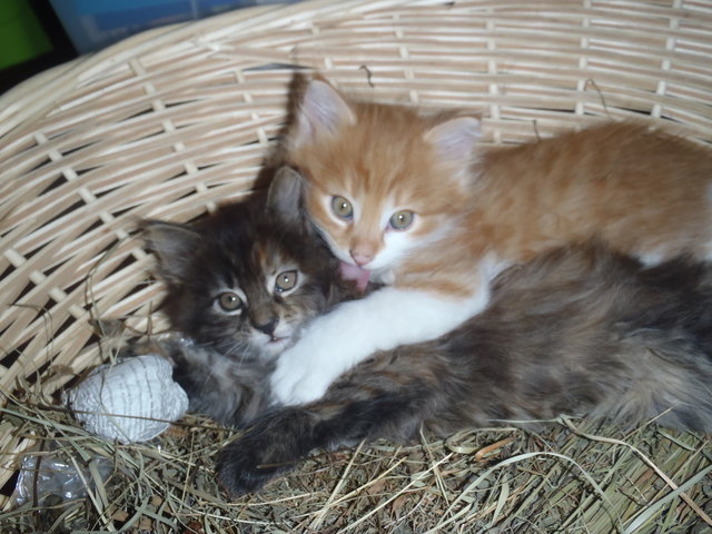 Betti und Barni im Jahre 2013