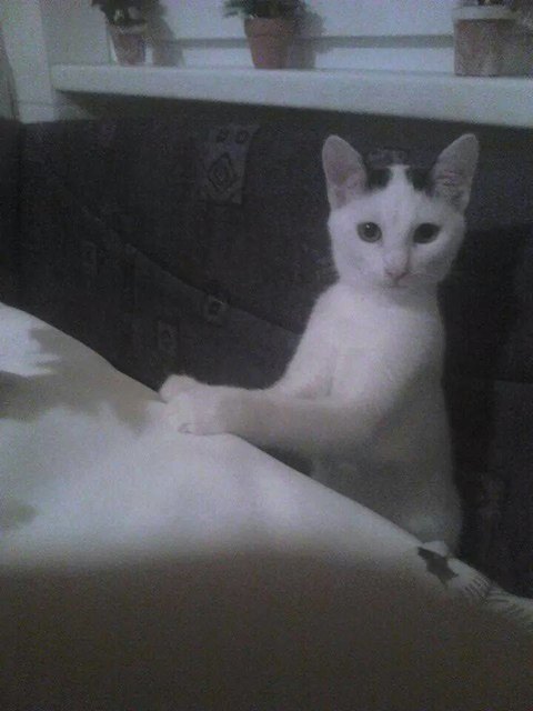 das ist die lilli,..sie wartet auf das abend essen,.:) :)