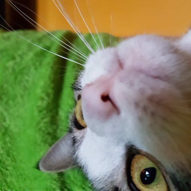 Mimi