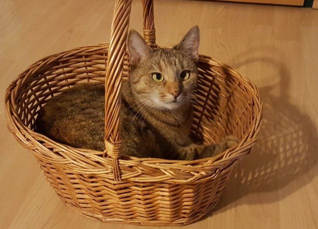 Sina möchte gerne Einkaufen gehen