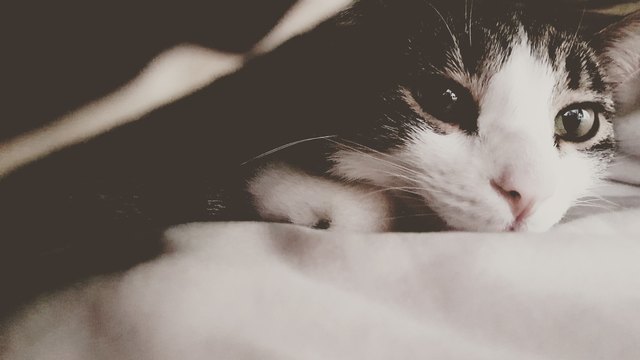 Mimi