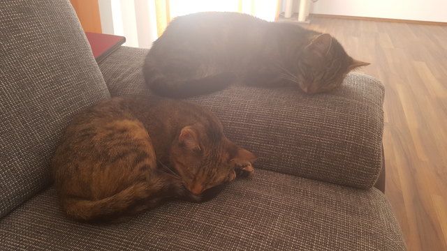 Bei so herrlichen Sonnenstrahlen etspannen Luna und Sina am liebsten.