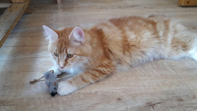 Unser Simba