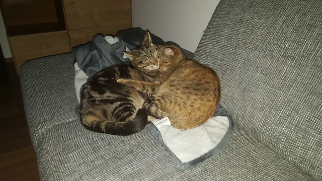 Katzenliebe