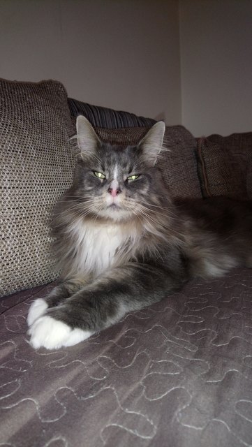 Hannibal der Schmuser
