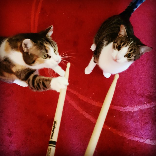 drummer cat