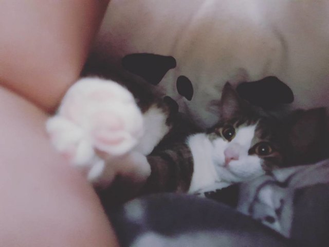 Mimi