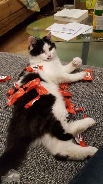 Meine Kitty