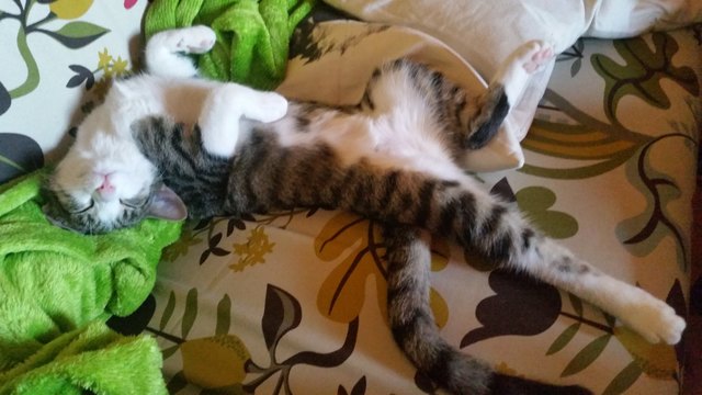 Mimi beim relaxen
