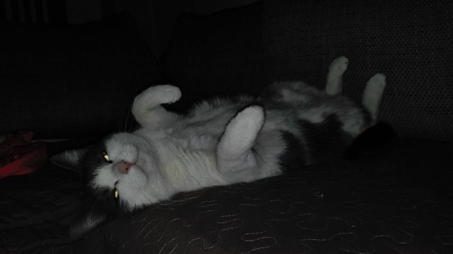Gioia, unsere kleine Katze niemals satt