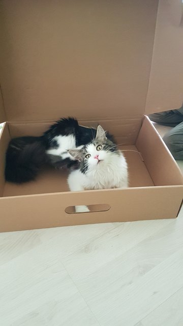 Hallo