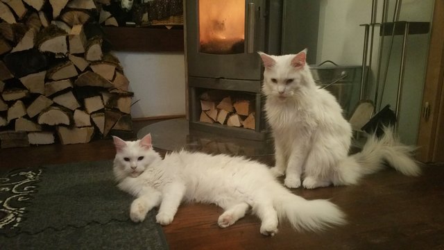 Ein gemütlicher Winterabend