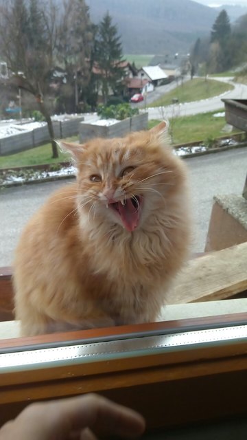 Gib mir Futter!