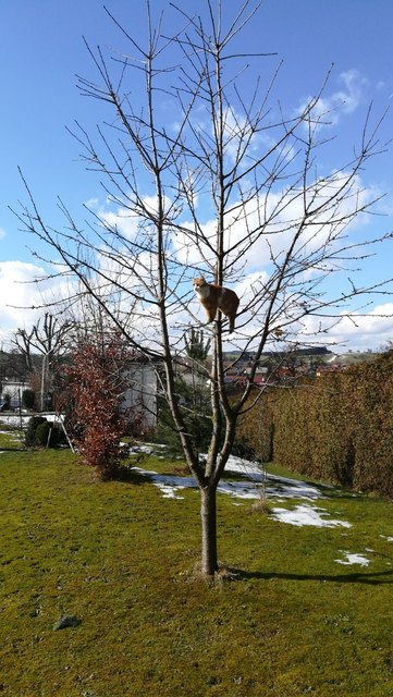 Schnurli klettert auf jeden Baum
