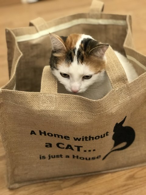 Nichts geht ohne Katze