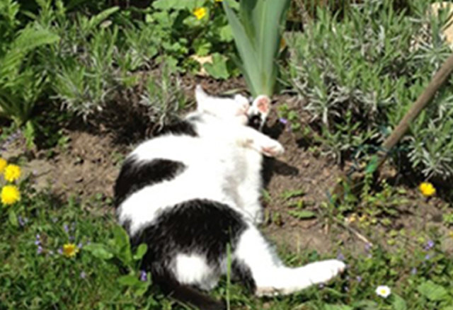 Vom Tierheim in ein behütetes Zuhause - wo du dir die Sonne auf den Bauch scheinen lassen kannst, denn mit nur einem Auge und halben Schwanz hast du sicher viel durchgemacht in der Zeit vor unserer Begegung und das sind nur die sichtbaren Wunden!