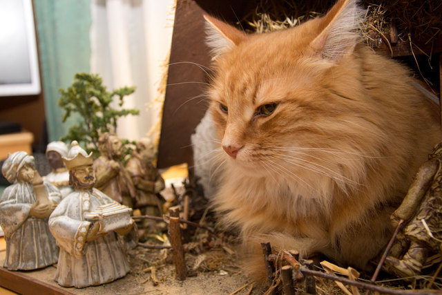 Welche Gaben werden die drei heiligen Könige wohl für unseren Kater haben? Nur feinstes Katzenfutter?