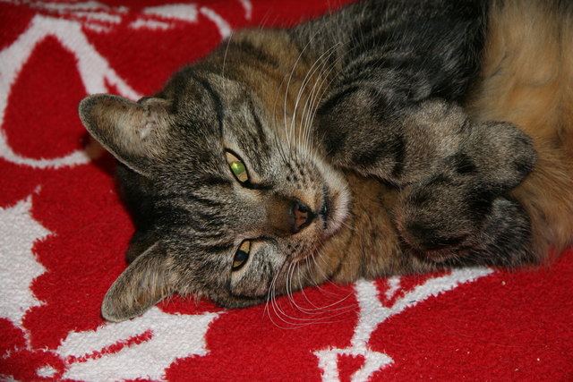 Meine verstorbene Katze Julie - die ich schmerzlich vermisse! Du wirst nie vergessen sein!