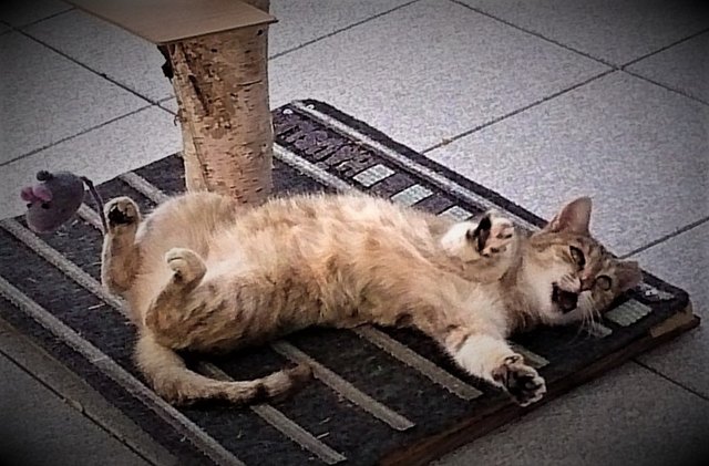 Mimi ist faul
