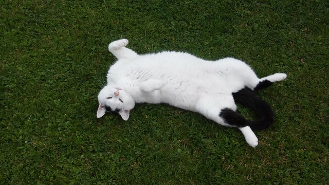 Muzi entspannt im Garten