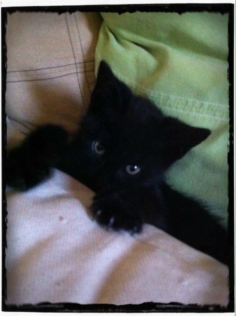 Guten Morgengruss von Kater Kasper