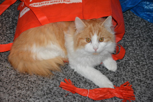 Flauschi