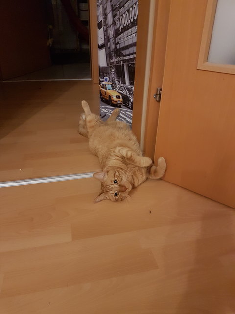 Von Nicole Gärtner aus St. Pölten Land