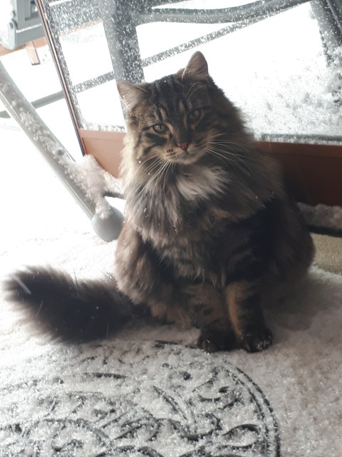 Schnurrli