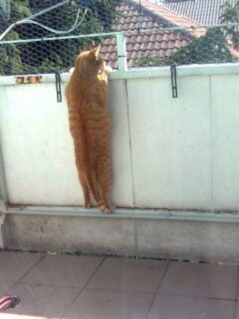 (Chilli) Ich will auch was sehen...