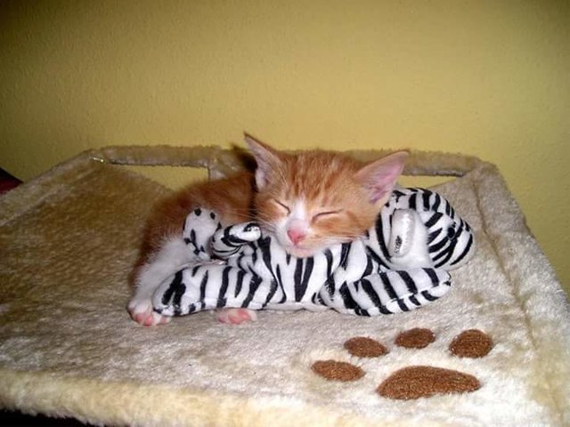 Maxi der Kuscheltiger