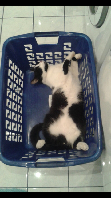 Felix beim Relaxen