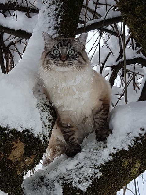 Loui liebt es draußen im Schnee zu spielen