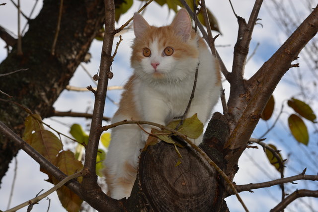 Flauschi auf Entdeckungsreise