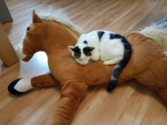 Katze Leela kuschelt mit Emmi dem Stoffpferd