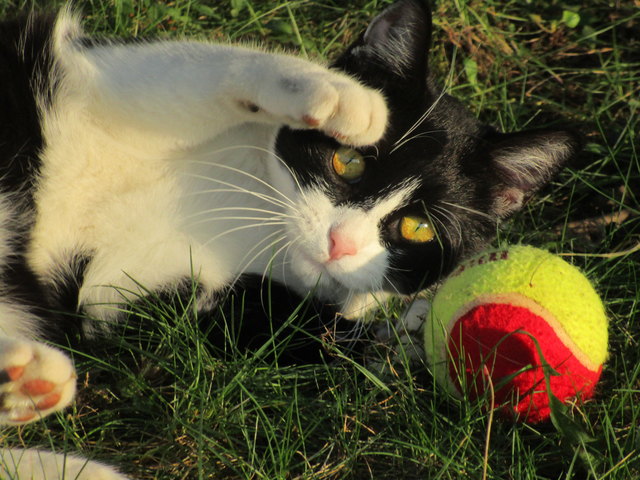 Kuschel mit Ball