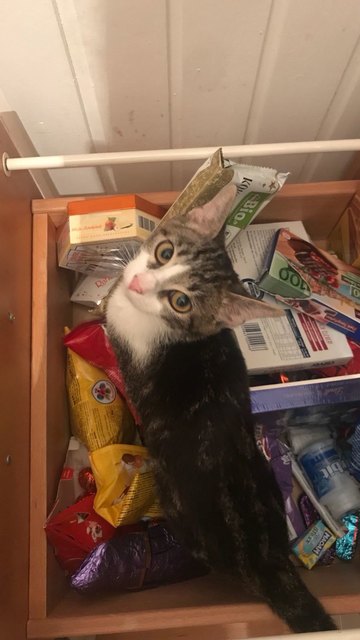 Naschkatze