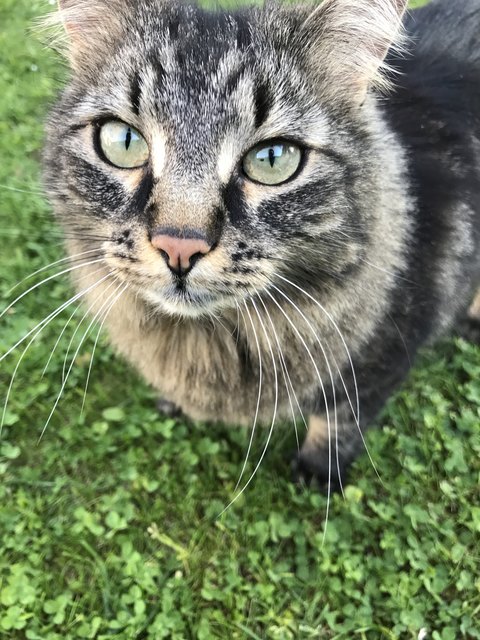 Oskar - hauptberuflich Faulpelz - nebenberuflich Fotomodell