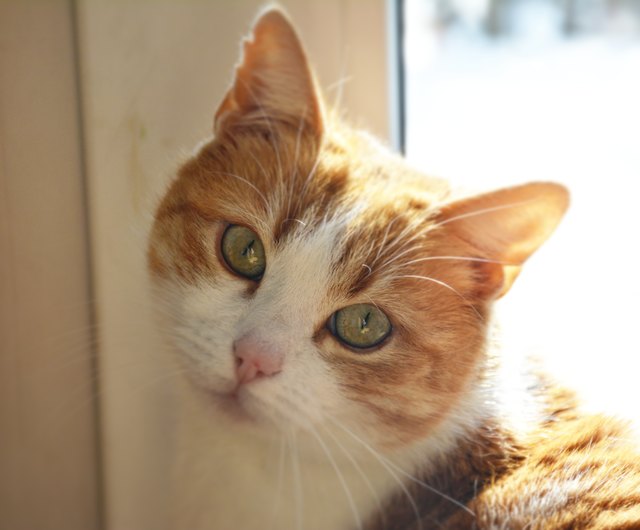 Unsere Minki