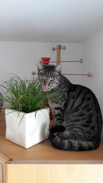 Jackie the cat