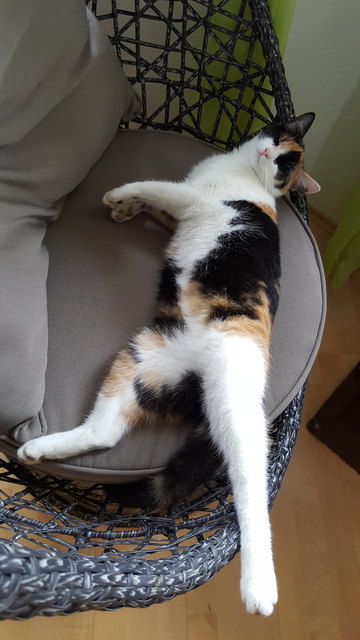 Kitty macht pause