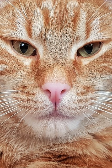 Garfield aus Edlitz