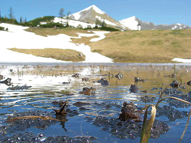 Im Bild: Ein Laichtümpel. Wo können unsere Amphibien noch Hochzeit feiern? Der Naturschutzbund bittet um Hilfe.