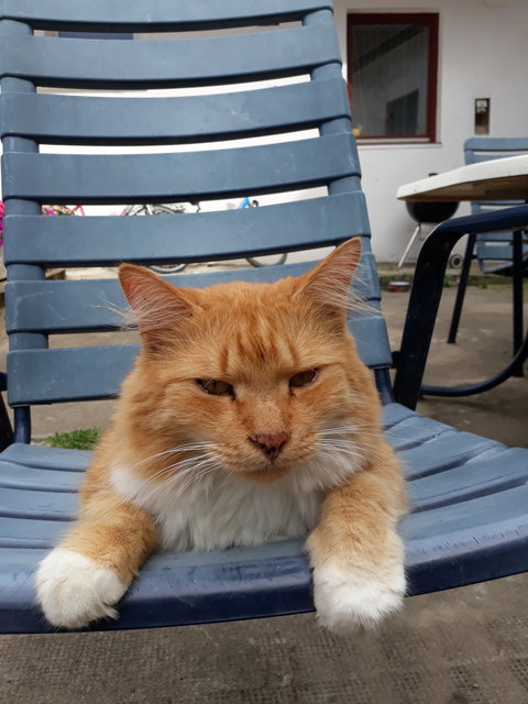 Kater Pezi beim Chillen