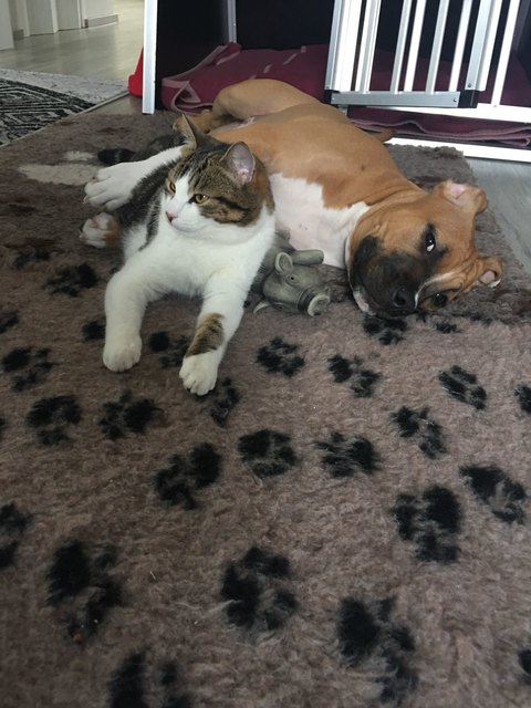 Böser Kampfhund hat Kater Egon zum fressen gern