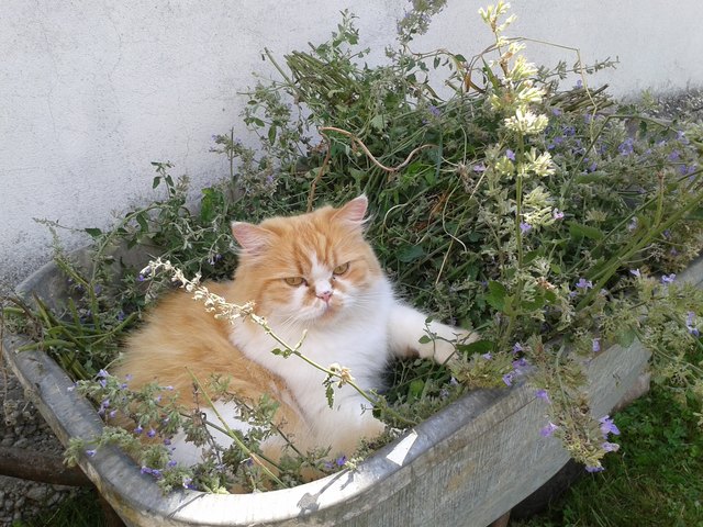 Kater Charlie hilft bei der Gartenarbeit