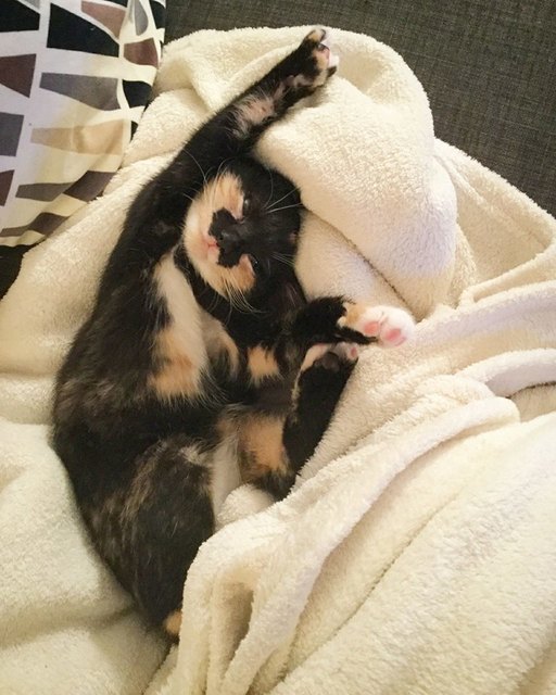Brösel