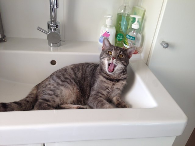 Juhu! Jetzt beginnt Chanel's Katzenwäsche